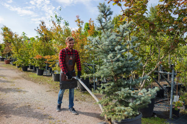 How Our Tree Care Process Works  in Samoset, FL